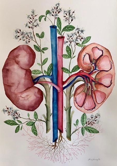 Ilustração botânica de rins